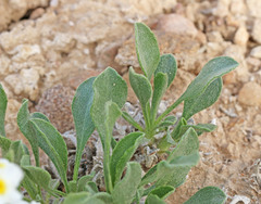 Oreocarya johnstonii