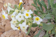 Oreocarya johnstonii