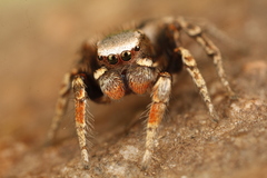 Habronattus altanus