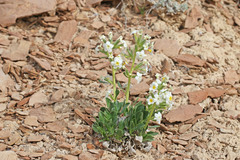 Oreocarya johnstonii