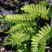 Resurrection Fern - Photo (c) Susan Elliott, some rights reserved (CC BY-NC)