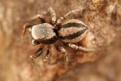 Habronattus altanus