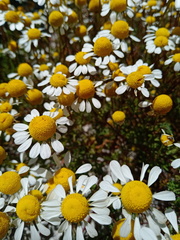 Oncosiphon africanus