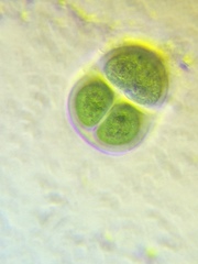 Chroococcus turgidus