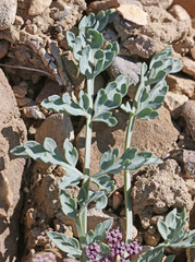 Vesper bulbosus
