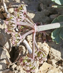 Vesper bulbosus