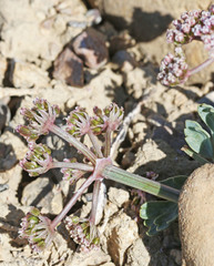 Vesper bulbosus
