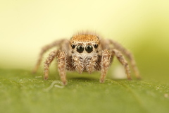 Habronattus arcalorus