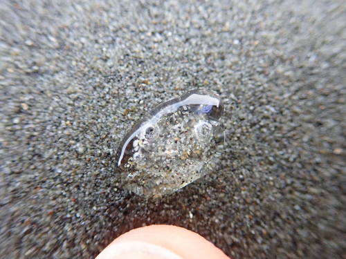 photo of Salps (Salpida)