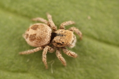 Habronattus arcalorus