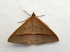 Epidesmia chilonaria