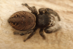 Phidippus olympus