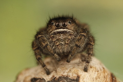 Phidippus olympus