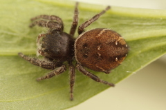 Phidippus olympus