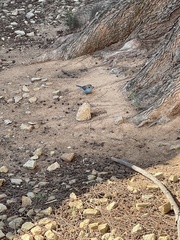 Uraeginthus bengalus