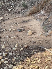 Uraeginthus bengalus