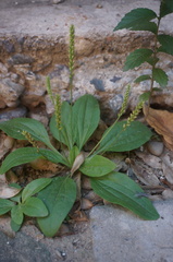 Plantago depressa