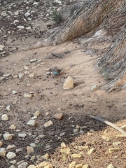 Uraeginthus bengalus