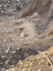 Uraeginthus bengalus