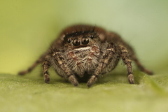 Phidippus olympus