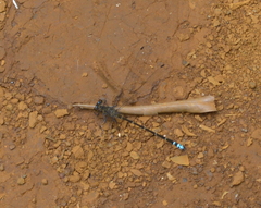 Caledopteryx maculata