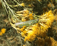 Melanoplus herbaceus