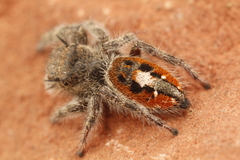 Phidippus insignarius