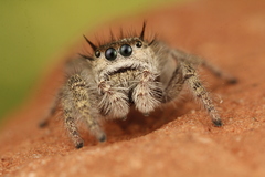 Phidippus insignarius