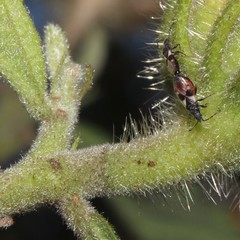 Oxycarenus