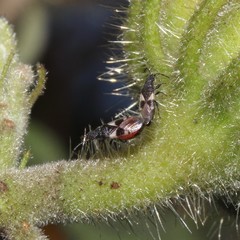Oxycarenus