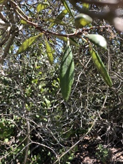 Comarostaphylis diversifolia diversifolia