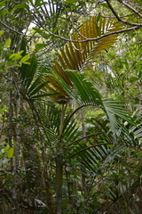 Chambeyronia divaricata