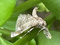 Scenedra decoratalis