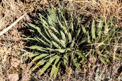 Agave parviflora