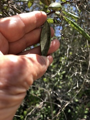 Comarostaphylis diversifolia diversifolia