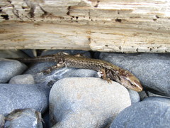 Oligosoma macgregori