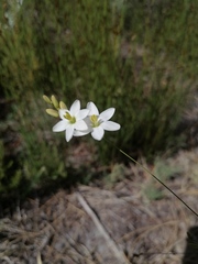 Ixia orientalis