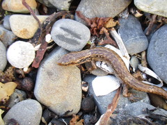 Oligosoma macgregori