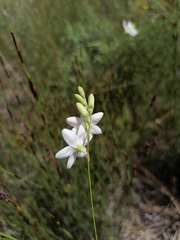 Ixia orientalis