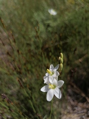 Ixia orientalis
