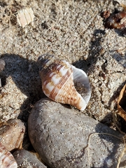 Buccinidae