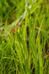 Acalypha depressinerva