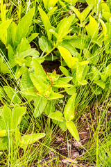 Acalypha peduncularis