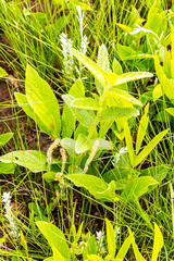 Acalypha peduncularis