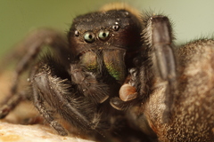 Phidippus olympus