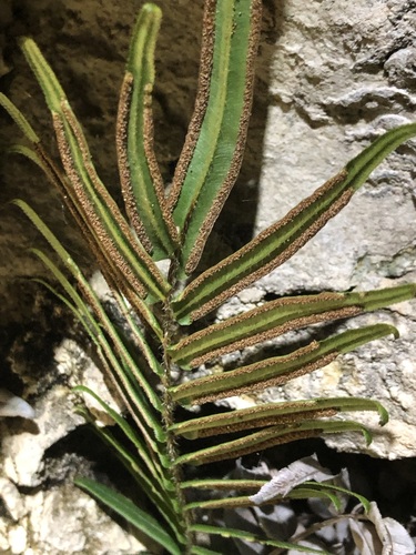 Pteris vittata