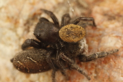 Phidippus olympus