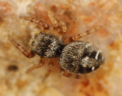 Phidippus asotus