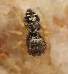 Phidippus asotus