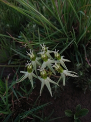Asclepias eminens